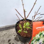 Hortenzia metlinatá (Hydrangea paniculata) ´LITTLE HOTTIE´ - výška 15-25 cm, kont. C3L